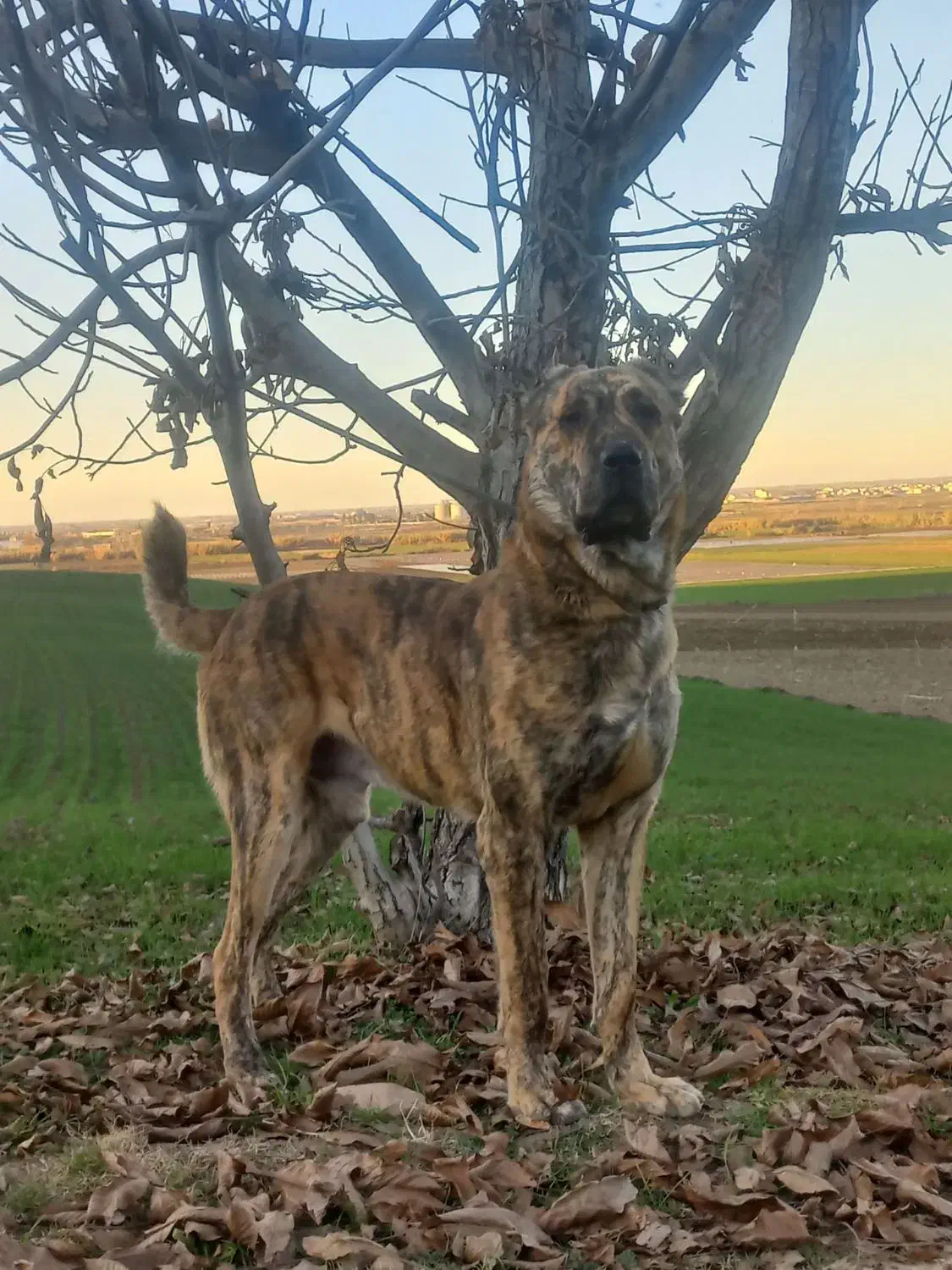 سگ گمشده|حیوانات|خان ببین, |دیوار