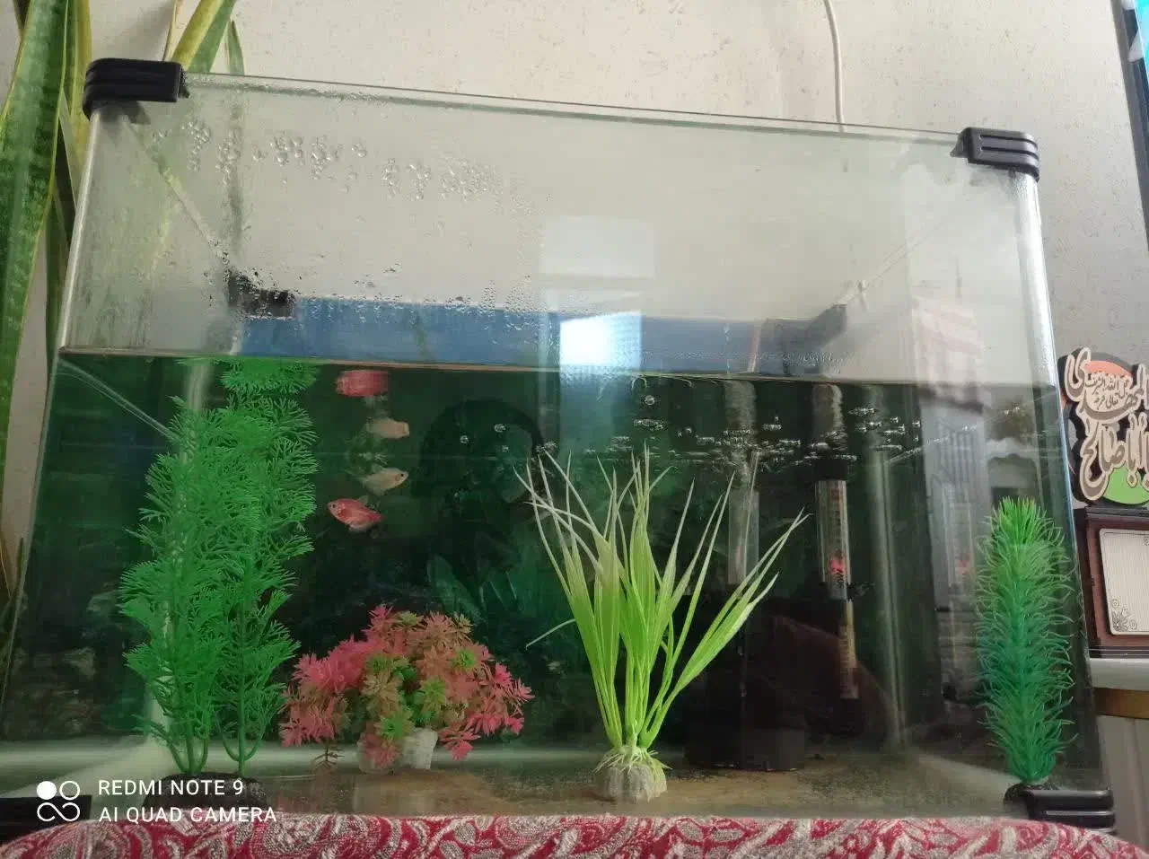 آکواریوم شیشه خم شرکتی با تمام وسایل|ماهی|بندرعباس, |دیوار