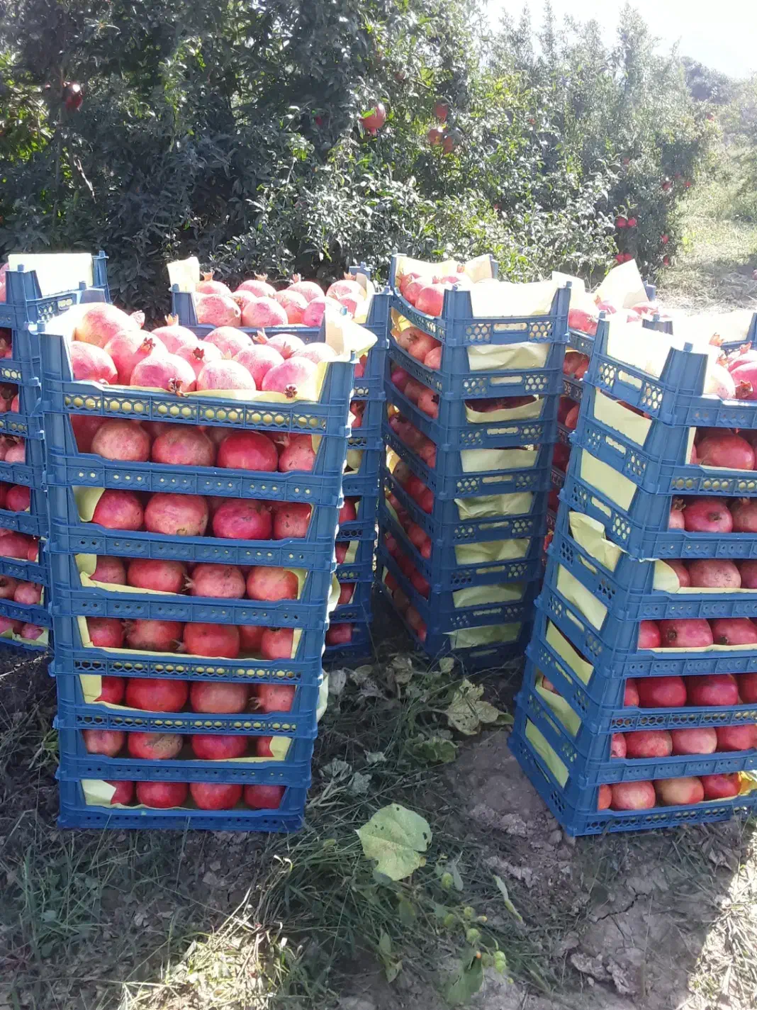 فروش انار در سردخانه|خوردنی و آشامیدنی|گرگان, |دیوار