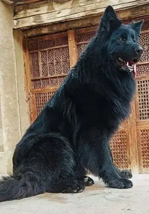 ژرمن بلک شولاین و ورک لانگ کینگ|سگ|تهران, صادقیه|دیوار