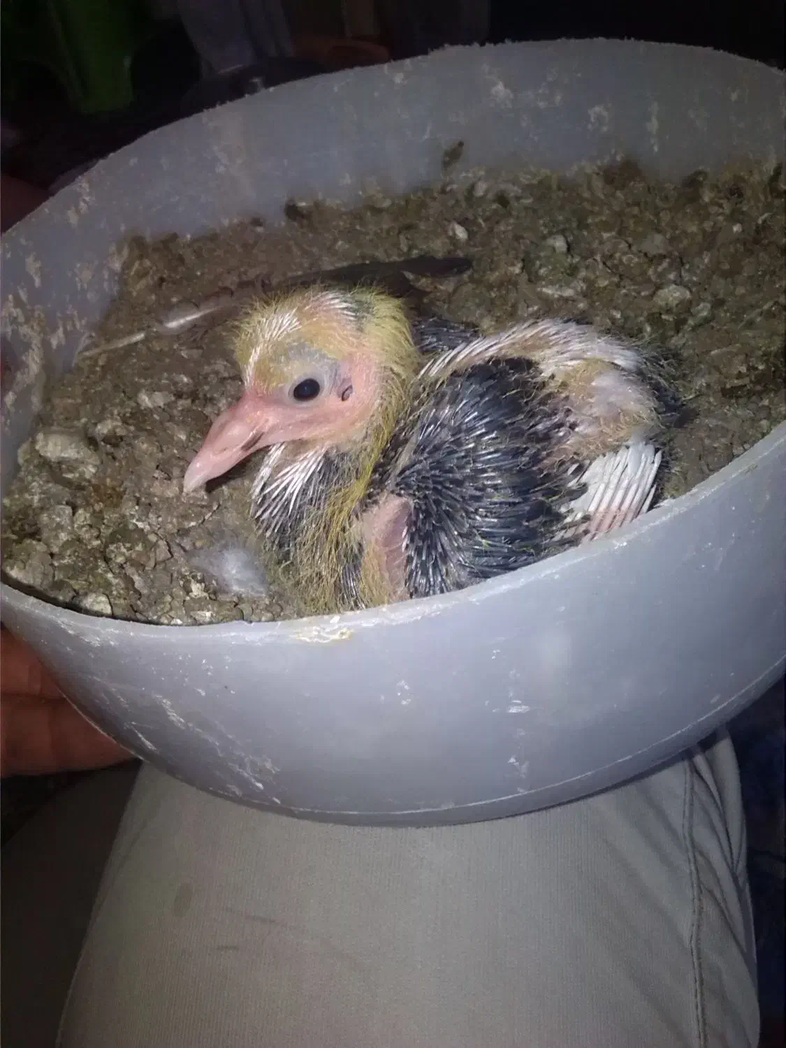 جوجه کفتر عکس دوم ن..گاه کنید|پرنده|گناباد, |دیوار