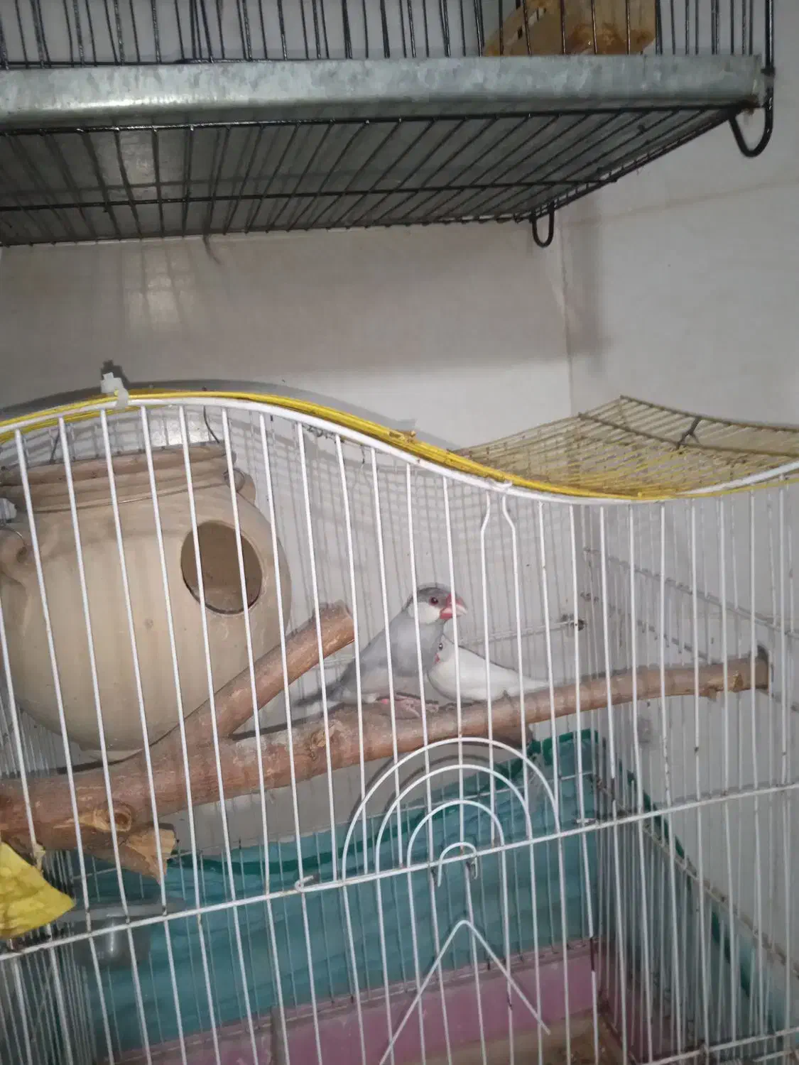 جفت فنچ نرگسی|پرنده|بندر ماهشهر, |دیوار