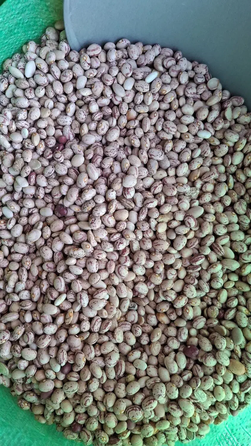 فروش لوبیا چیتی بوجار درجه یک|عمدهفروشی|رودشت (چهارمحال و بختیاری), |دیوار