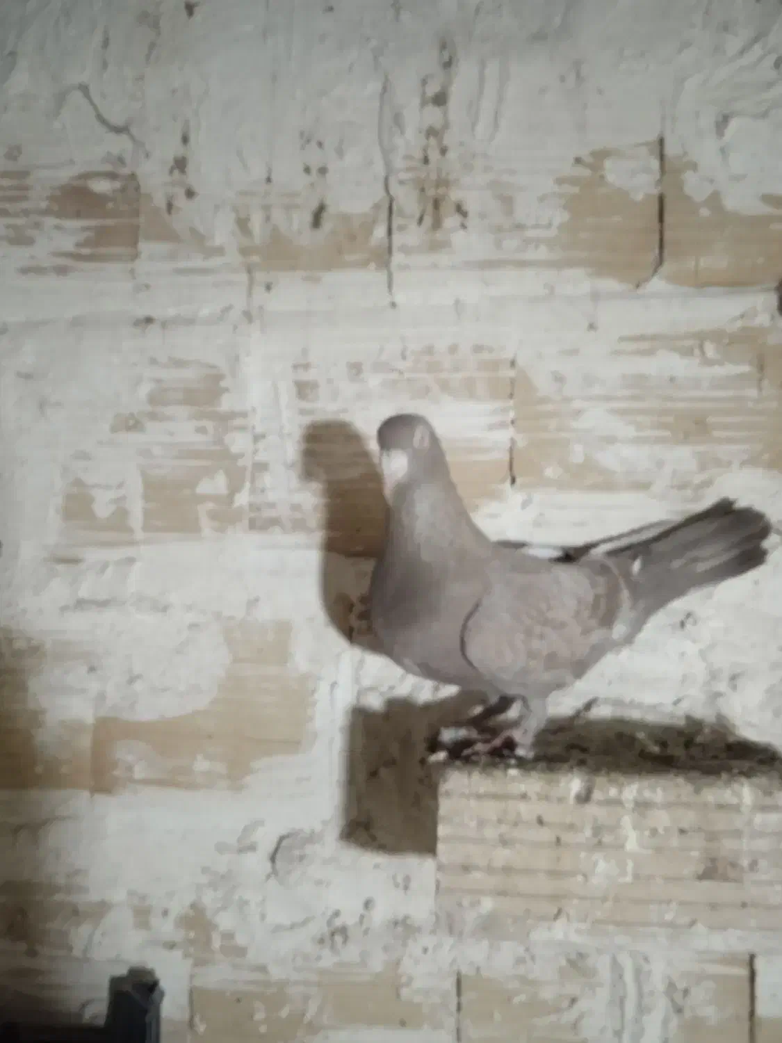 کله دار|حیوانات|تاکستان, |دیوار