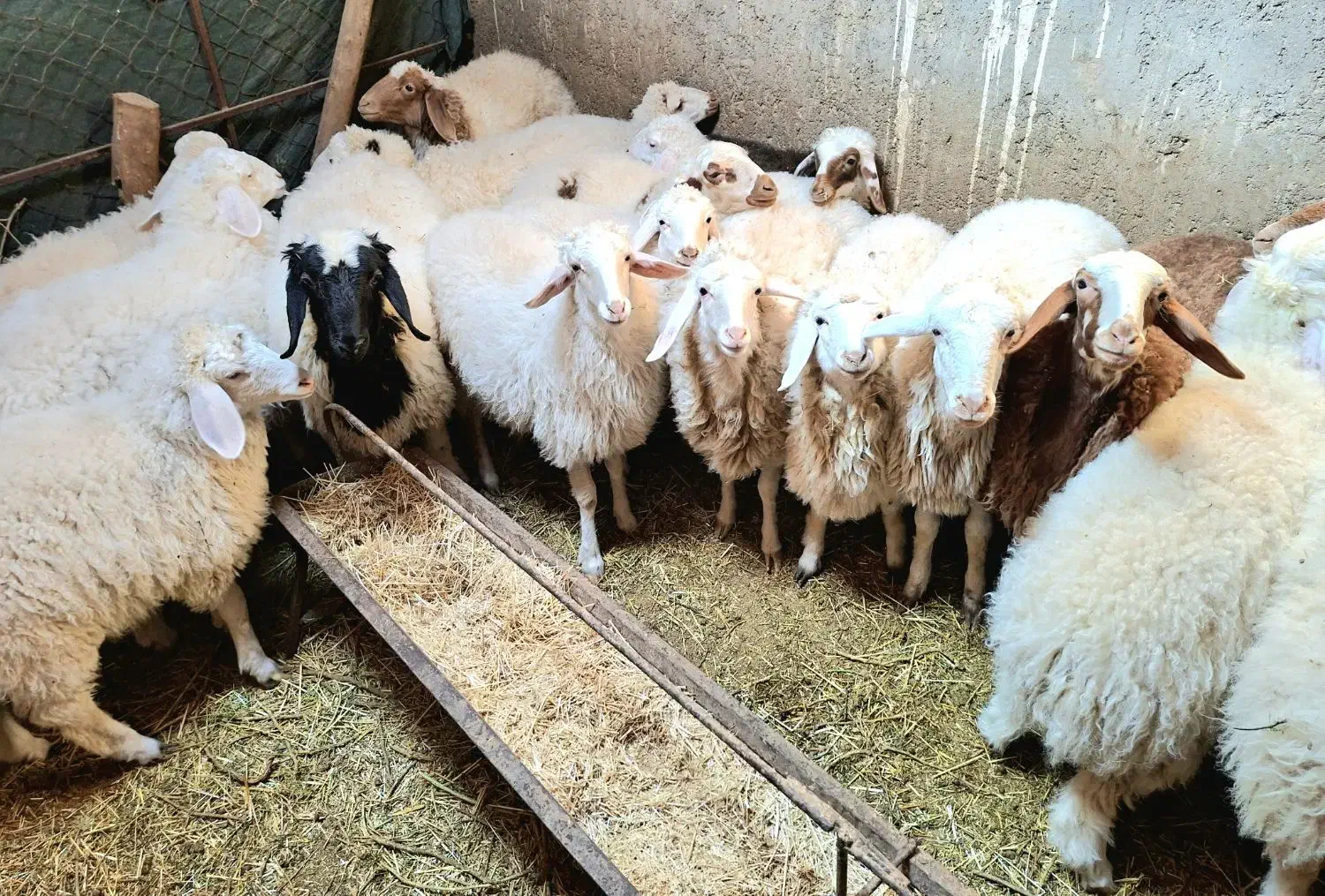 فروش بره شیر رگاه|حیوانات مزرعه|طبس, |دیوار