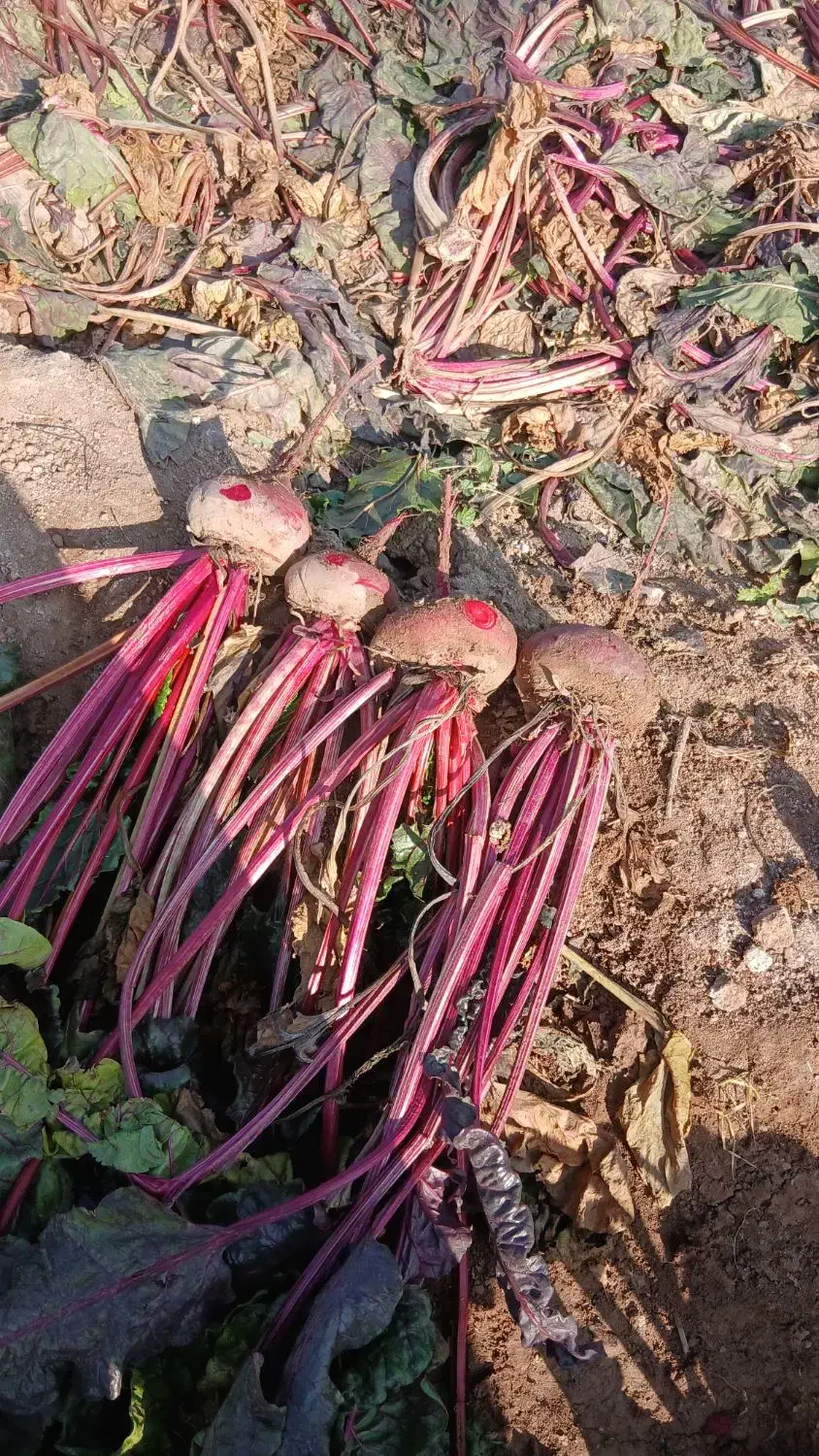 لبو شاهین تپه|فعالیت داوطلبانه|دشتابی, |دیوار