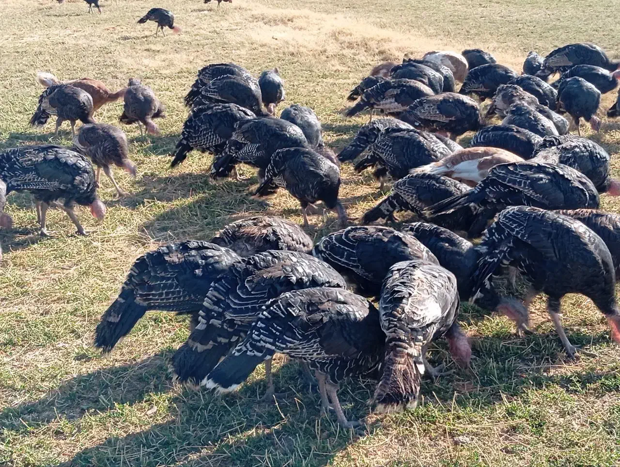 بوقلمون محلی وارگانیک|حیوانات مزرعه|بوکان, |دیوار