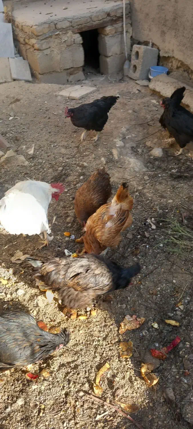 فروش مرغ وخروس|حیوانات مزرعه|چادگان, |دیوار
