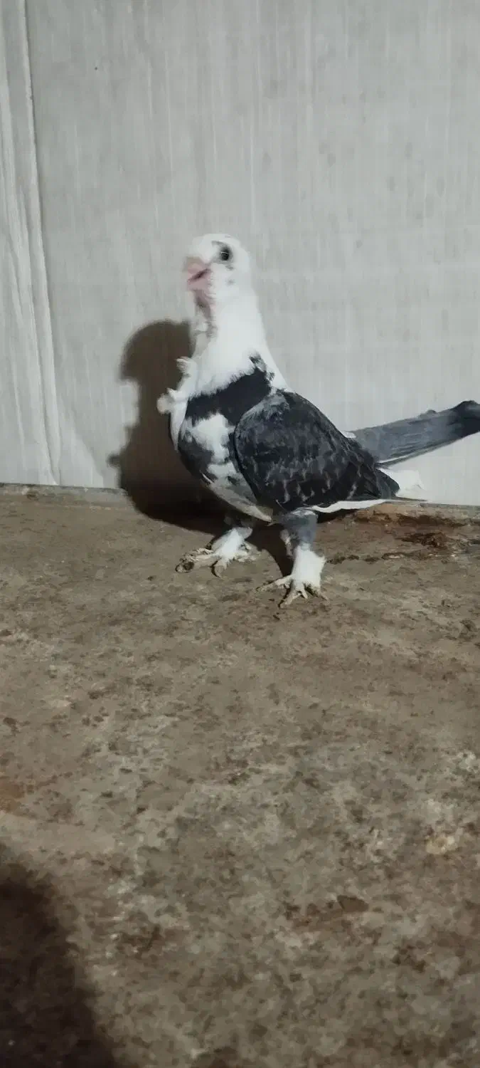 کبوتر بلژیکی جفت وجوجه|پرنده|کهریزک, |دیوار