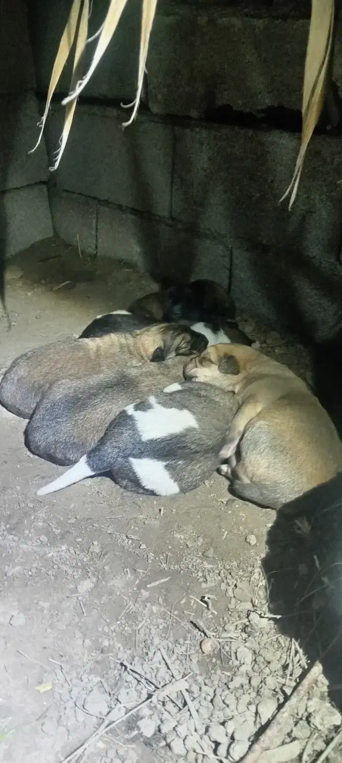 توله سگ ژرمن|سگ|گنبد کاووس, |دیوار