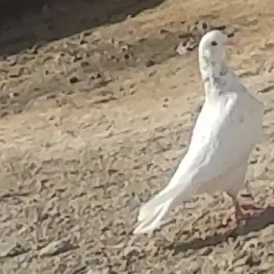 کبوتر تهرانی|پرنده|زابل, |دیوار