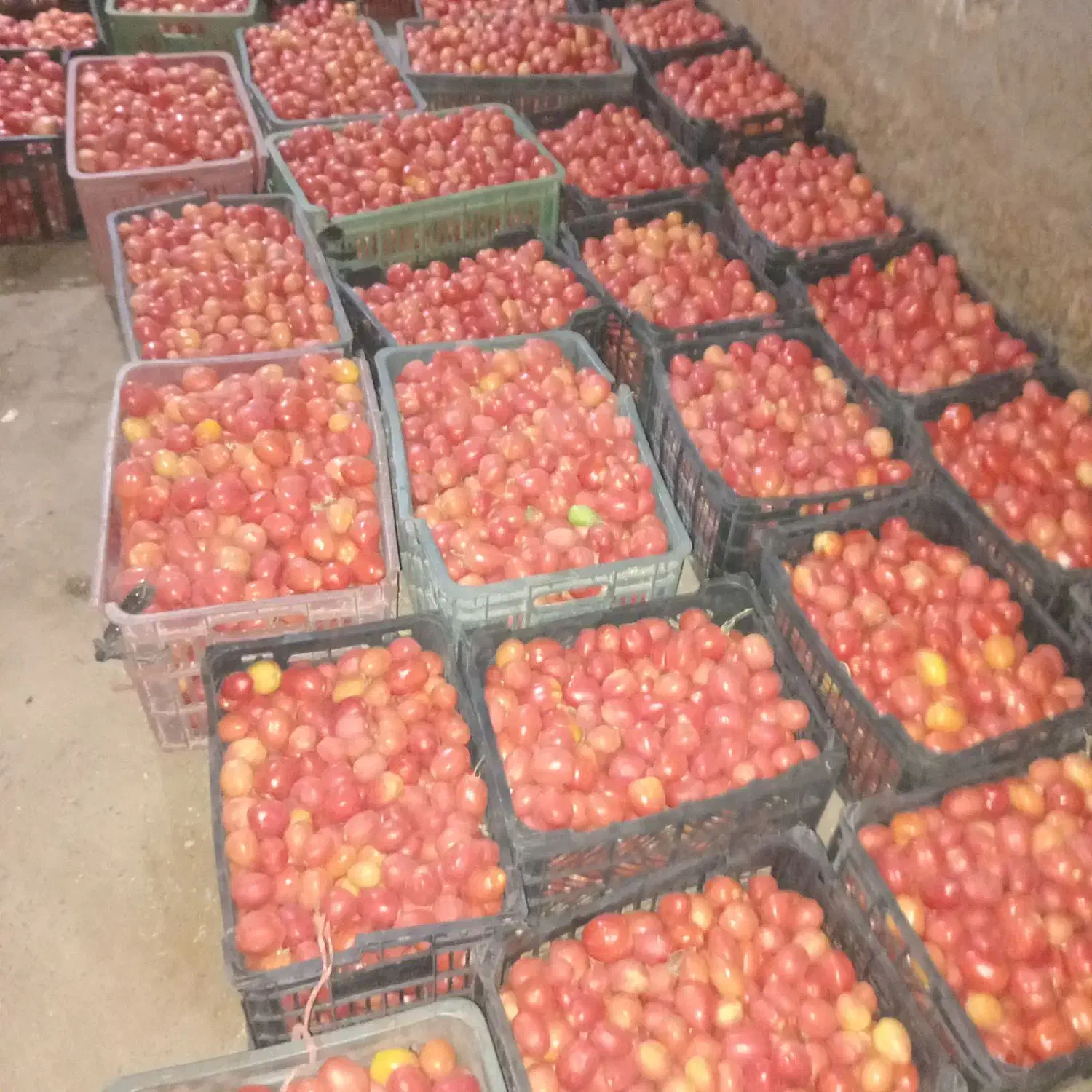 گوجه فرهنگی|خوردنی و آشامیدنی|موچش, |دیوار