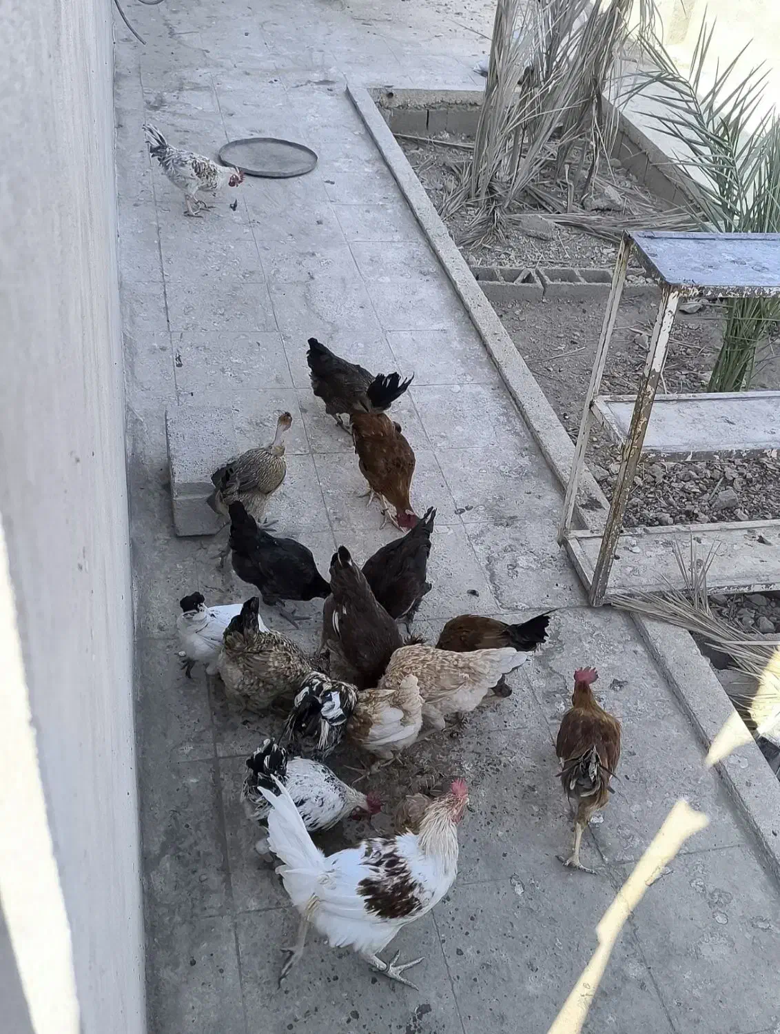 فروش مرغ و خروس محلی اصل|حیوانات مزرعه|نورآباد ممسنی, |دیوار