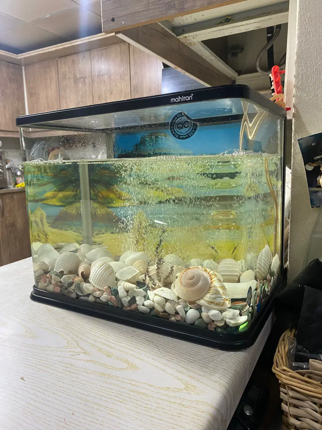 اکواریوم ماهیران|ماهی|اهواز, کیانپارس |دیوار