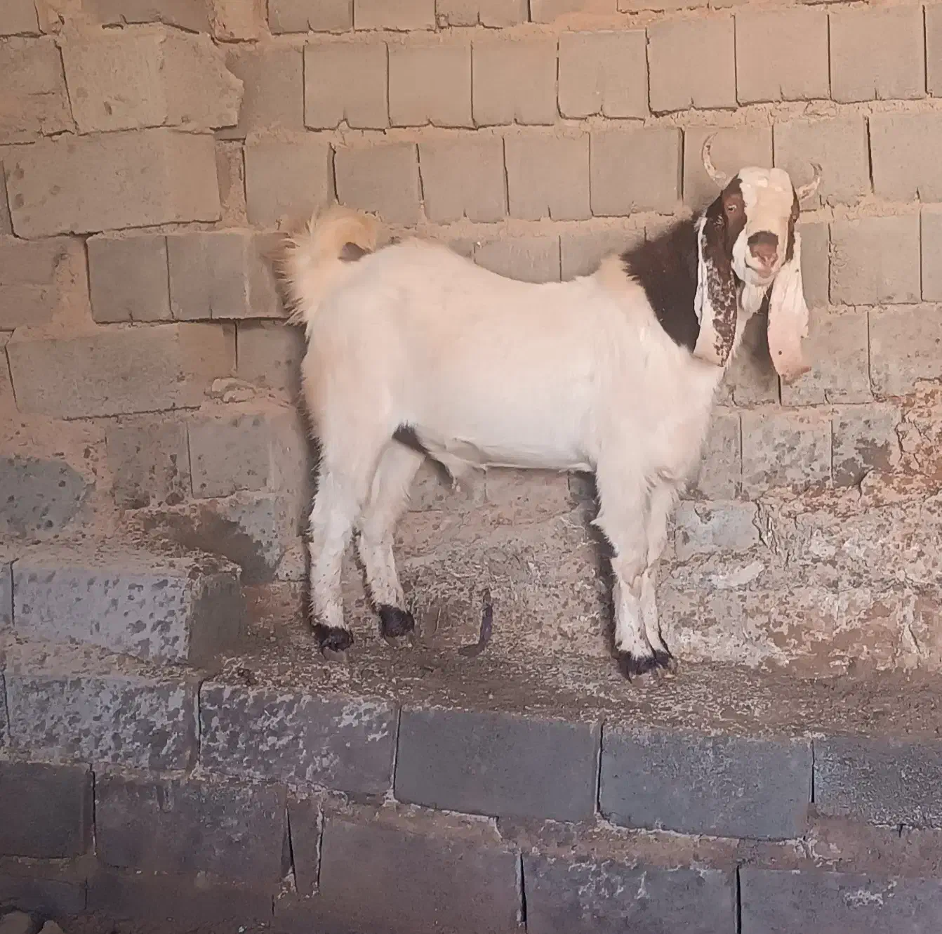 تکشاد|حیوانات مزرعه|تربت جام, جلگه موسی آباد|دیوار