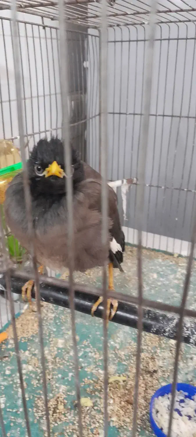 پرنده مینا|پرنده|قم, طلاب غیر ایرانی|دیوار