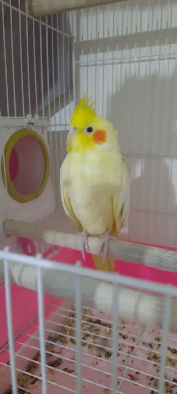 یک جفت عروس هلندی نر و ماده با تخفیف|پرنده|قم, شهرک مهدیه|دیوار