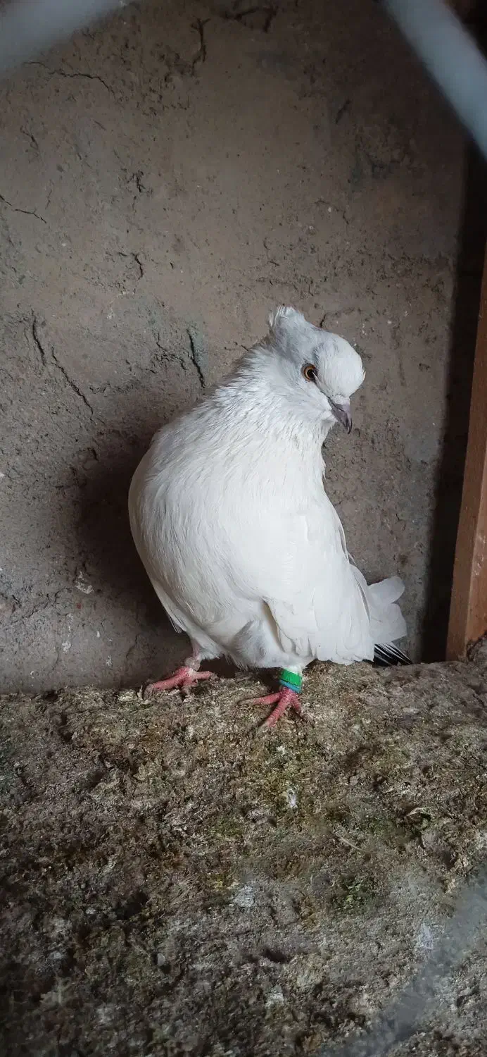 کبوتر ماده|پرنده|آق قلا, |دیوار