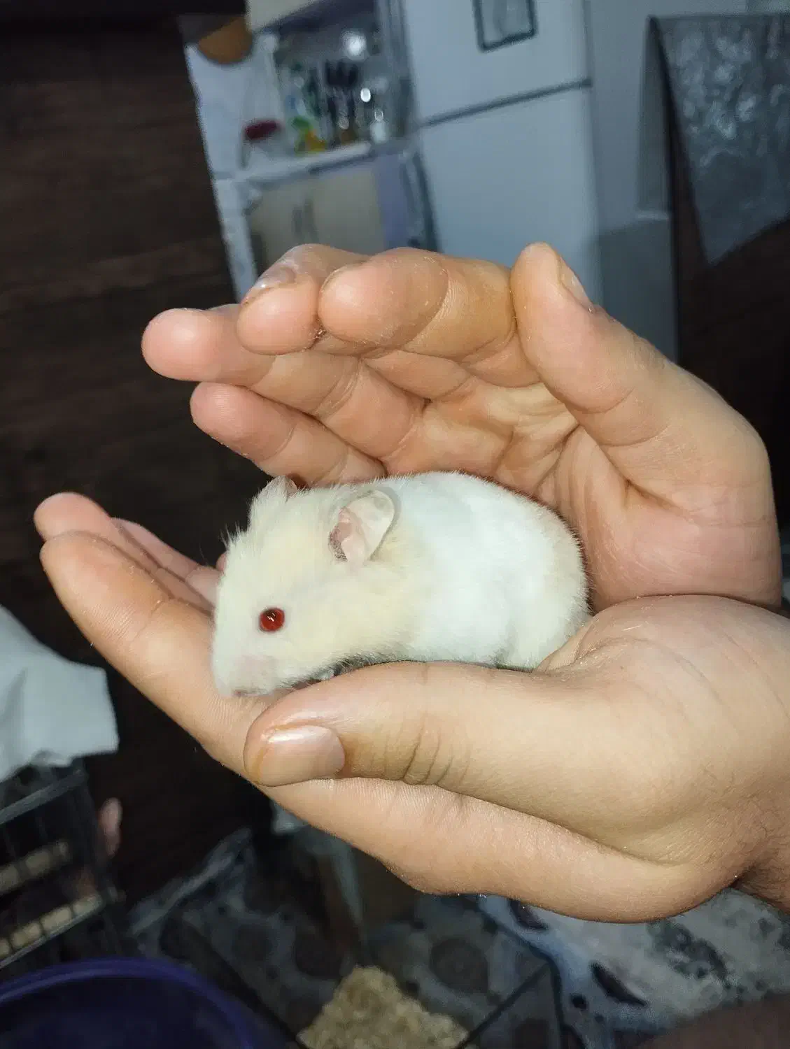 همستر|موش و خرگوش|محمدیه-قزوین, |دیوار