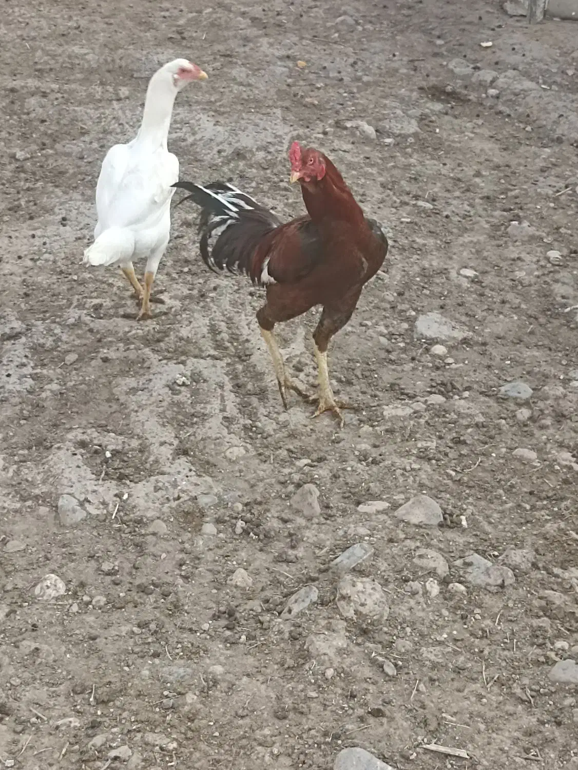 مرغ و خروس لاری|پرنده|گالیکش, |دیوار