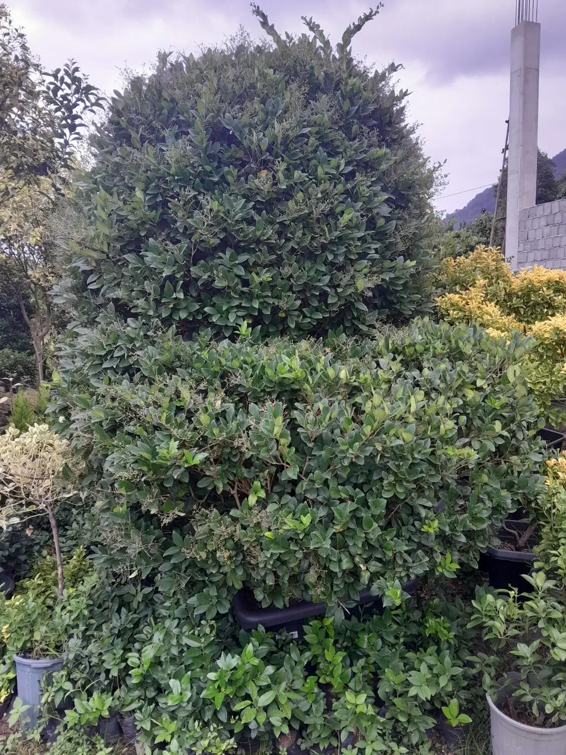 فروش یاس هلندی شمشاد لاوسون تویا لگستروم|خدمات باغبانی و درختکاری|چابکسر, |دیوار