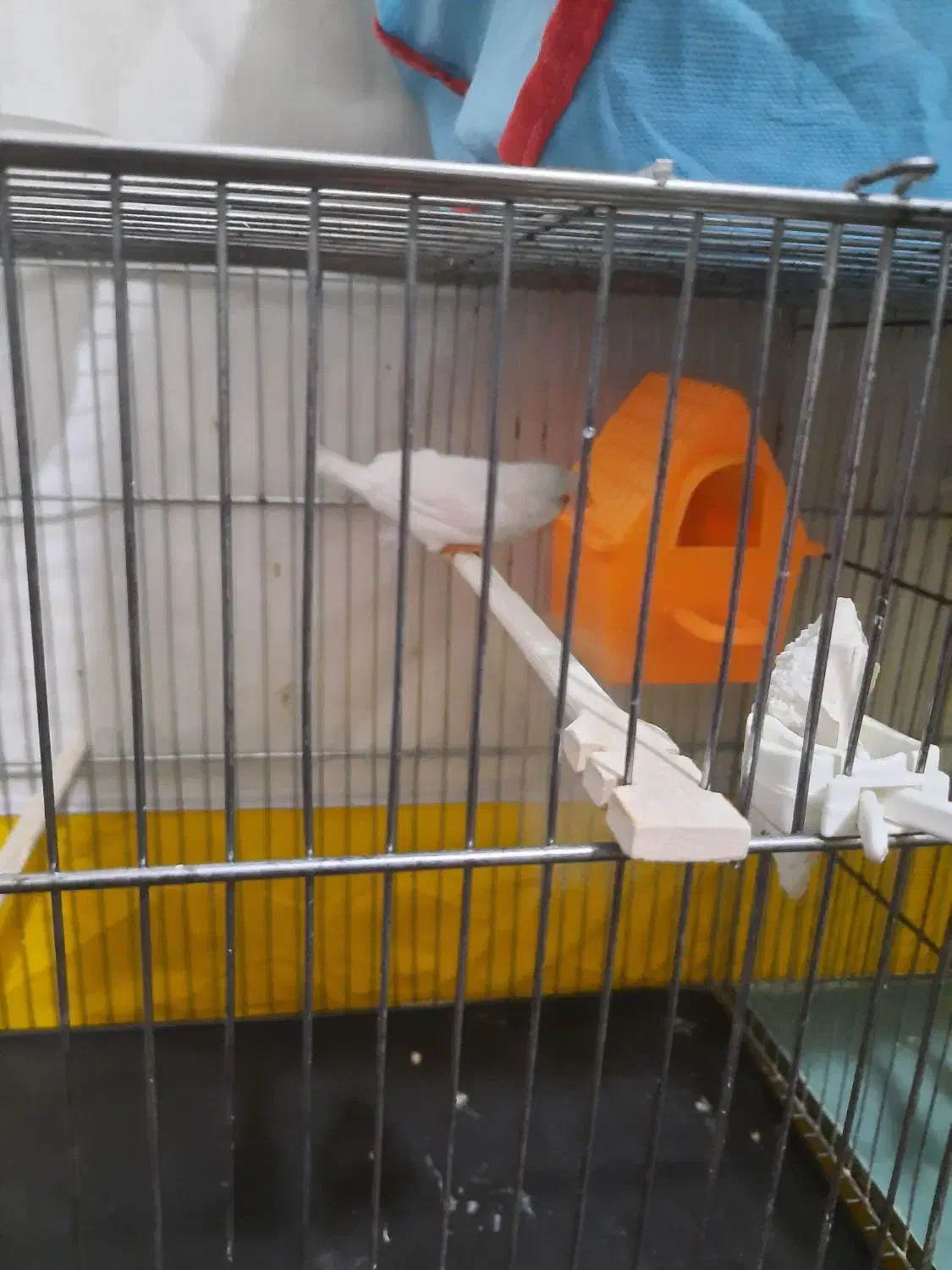 فنچ جوان مولد|پرنده|شاهرود, |دیوار