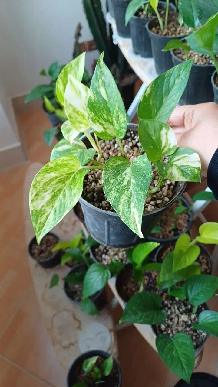 پوتوس|گل و گیاه طبیعی|شیروان (خراسان), |دیوار