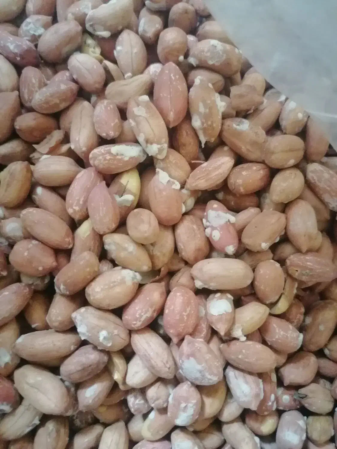 بادام زمینی آستانه|حراج|آستانه اشرفیه, |دیوار