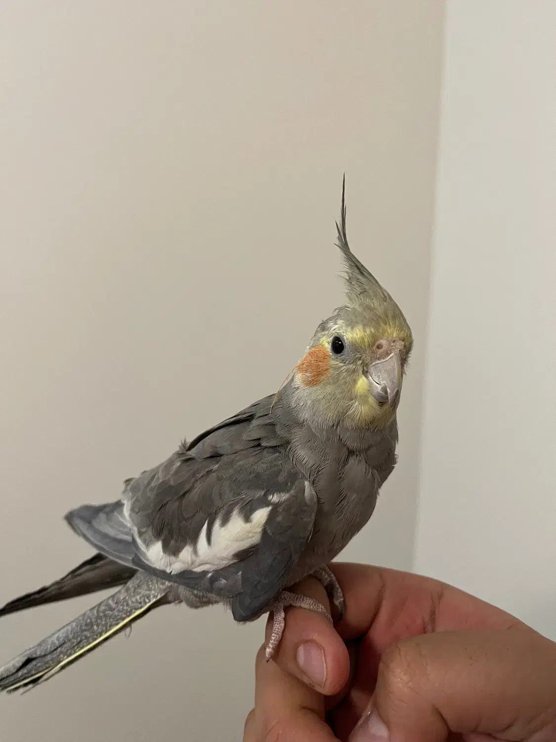 عروس هلندی سخنگو فول رام و دستی|پرنده|فردیس, سرحد آباد|دیوار