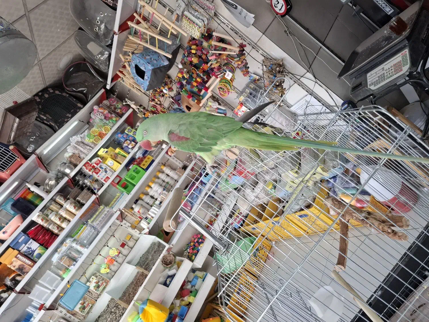 جوجه شاه طوطی ۵ ماهه|پرنده|فردیس, شهرک وحدت|دیوار