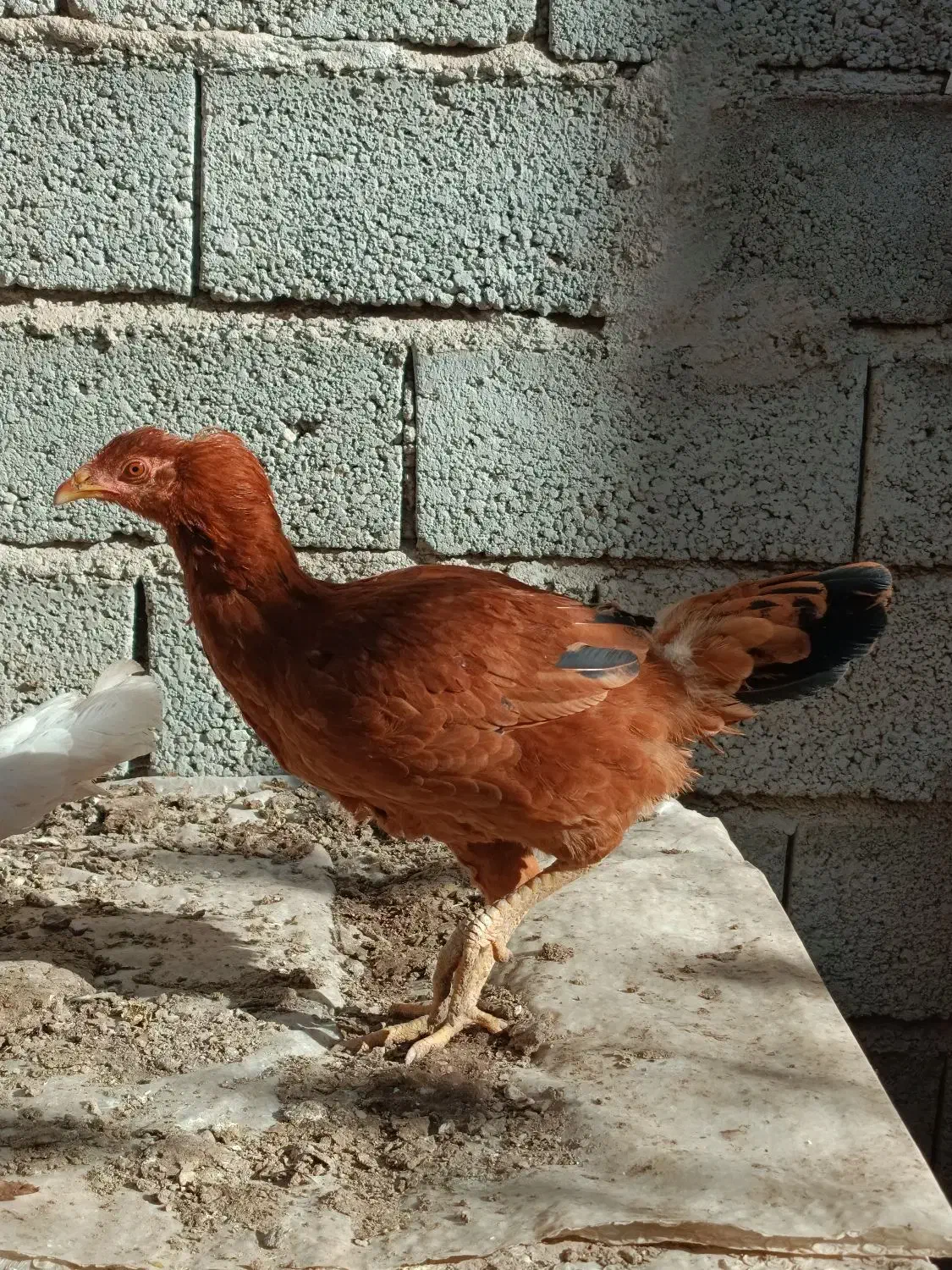 سه عدد نیمچه محلی|حیوانات مزرعه|مشگین شهر, |دیوار