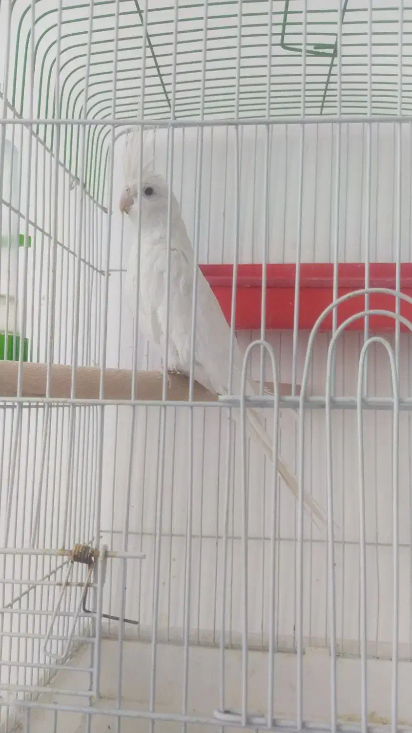 عروس  هلندی. آلبینو|پرنده|داراب, |دیوار