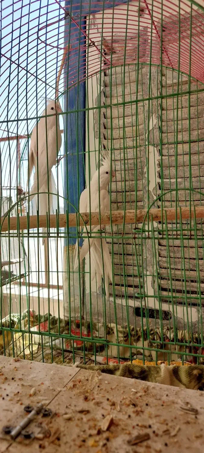 عروس آلبینو|پرنده|زاهدان, |دیوار