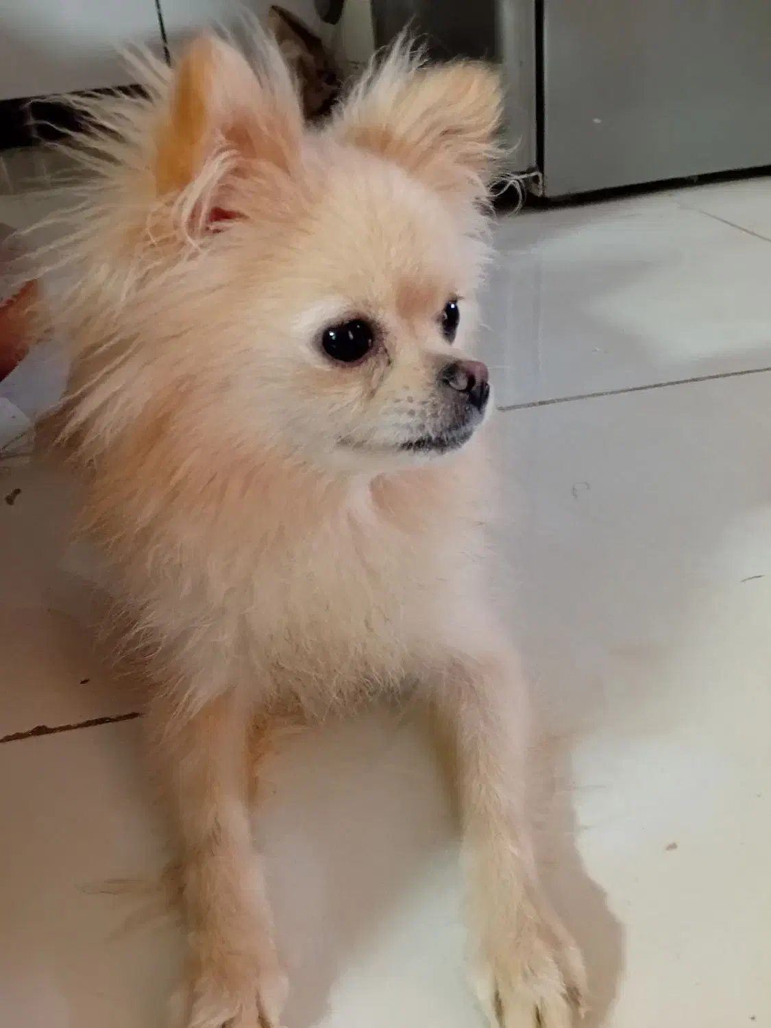 پامر ماده|سگ|مشهد, کارگران|دیوار