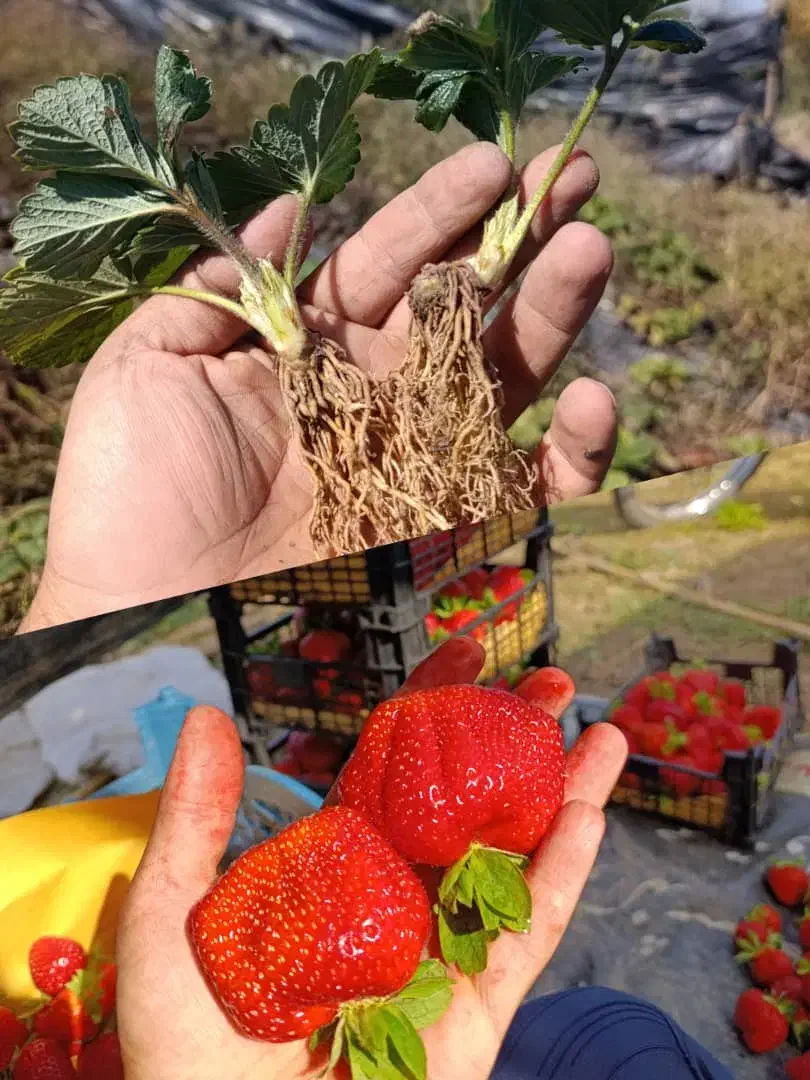 بوته توت فرنگی کاماروسا|خدمات باغبانی و درختکاری|فرح آباد, |دیوار