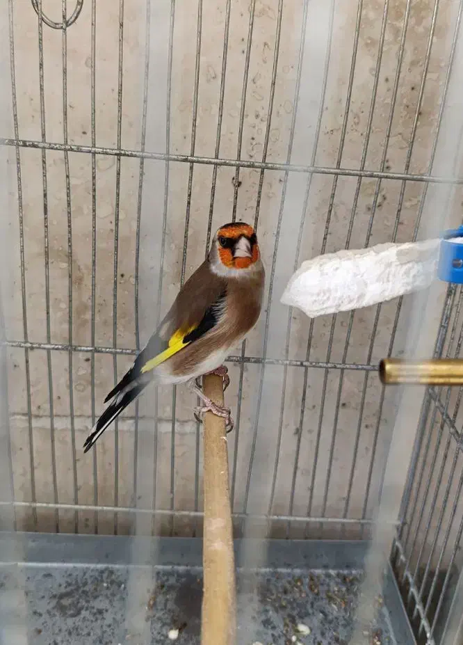 سهره خط چشم دار|پرنده|ری, ملکآباد|دیوار