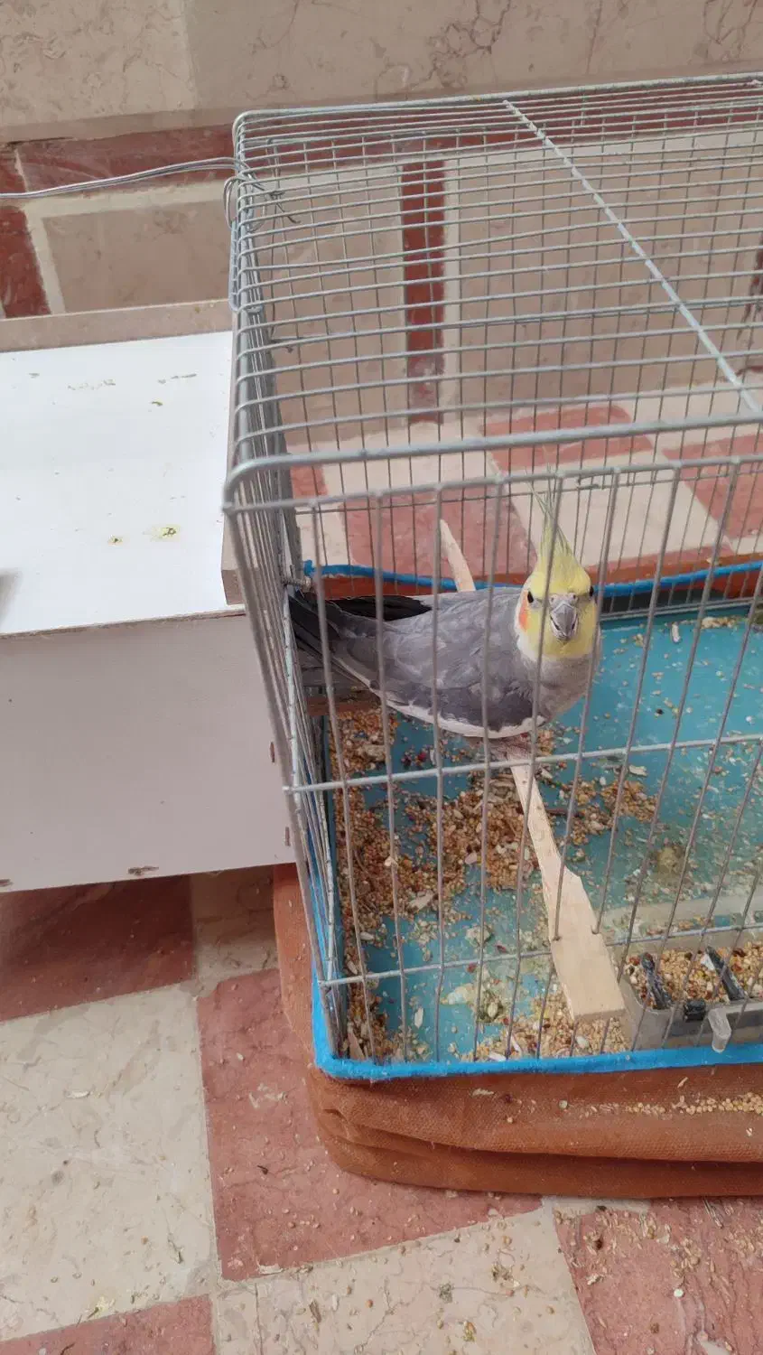 عروس هلندی نر|پرنده|رفسنجان, |دیوار