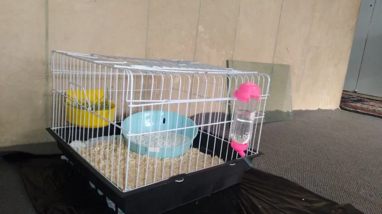 قفس|لوازم جانبی حیوانات|اراک, |دیوار