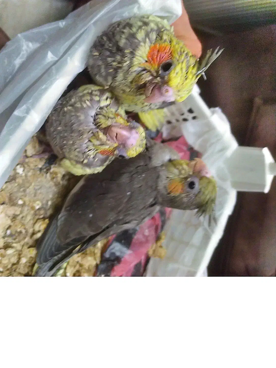 عروس هلندی|پرنده|یزد, |دیوار