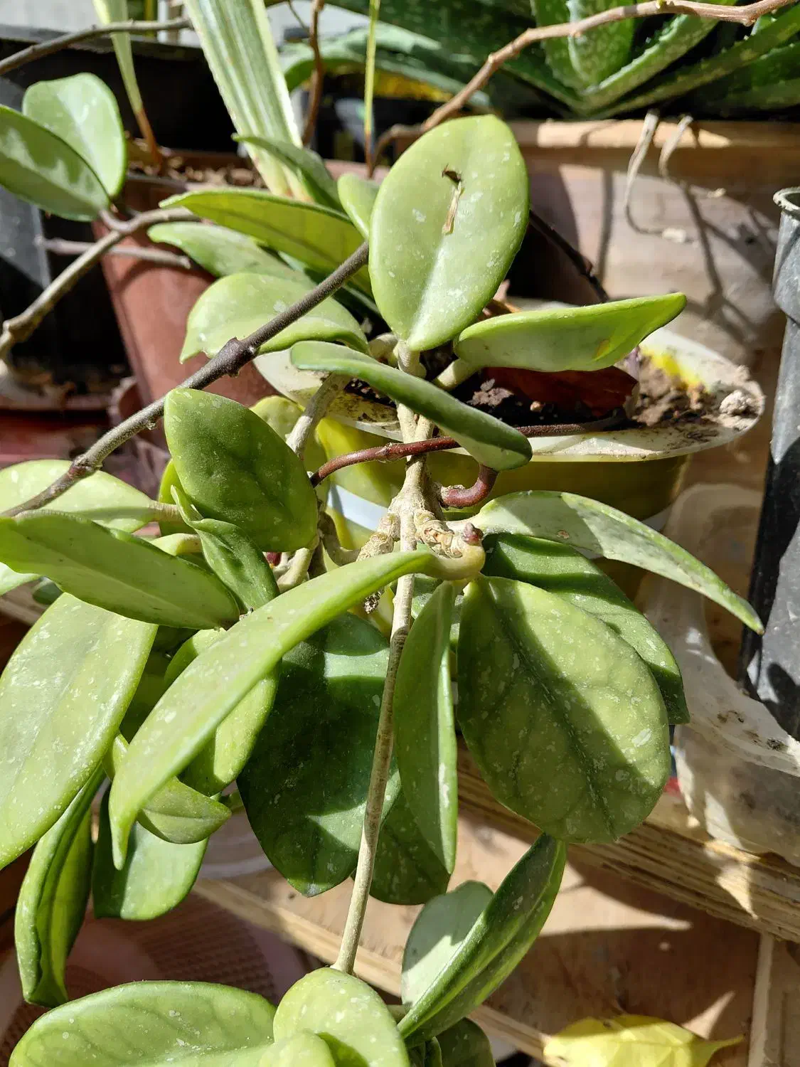 حراج گلهای طبیعی آپارتمانی|گل و گیاه طبیعی|تبریز, |دیوار