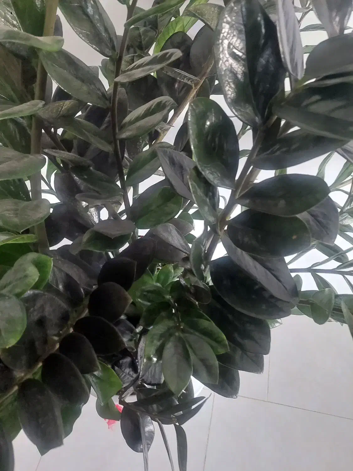 گل ساختمانی|گل و گیاه طبیعی|مشکین‌دشت, |دیوار