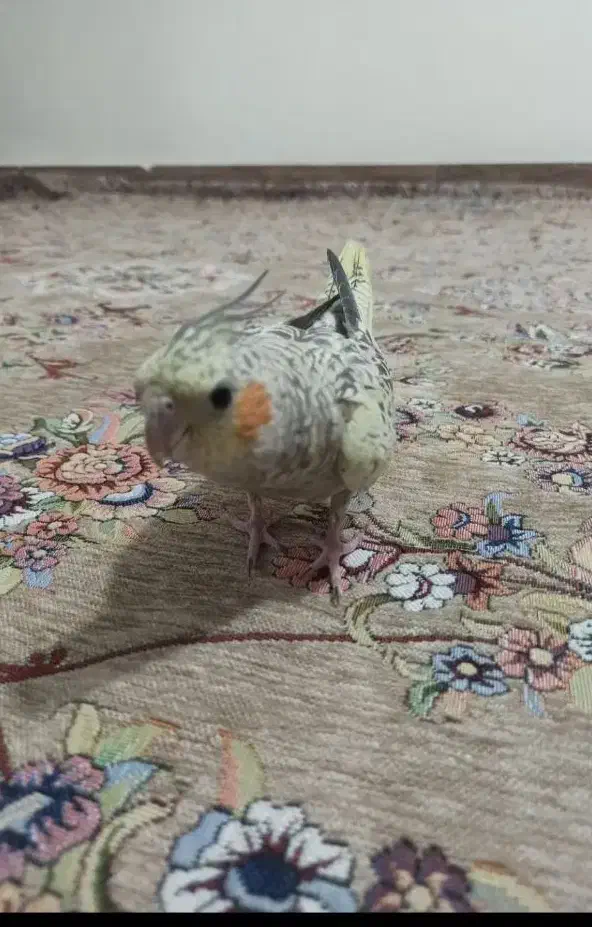 عروس هلندی سالم رام وبازیگوش|پرنده|بانه, |دیوار