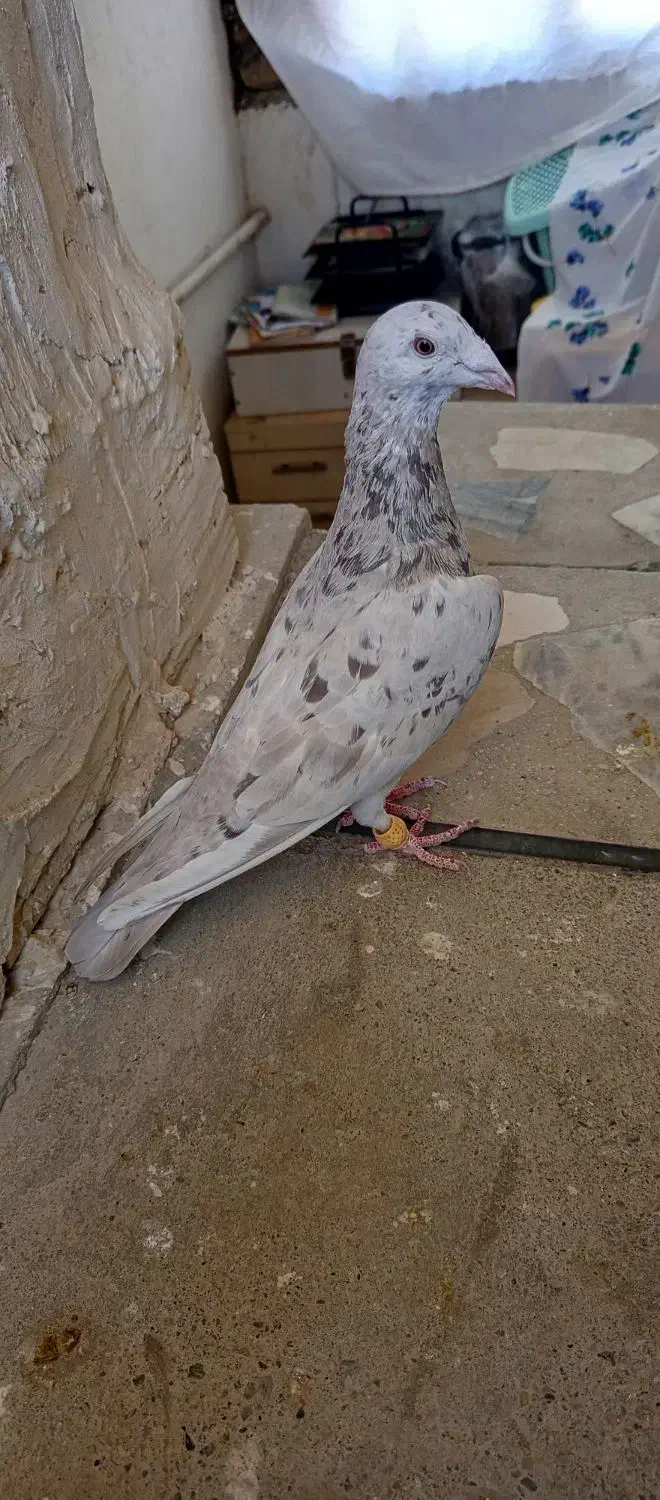 کبوتر نامه بر|پرنده|کنگاور, |دیوار