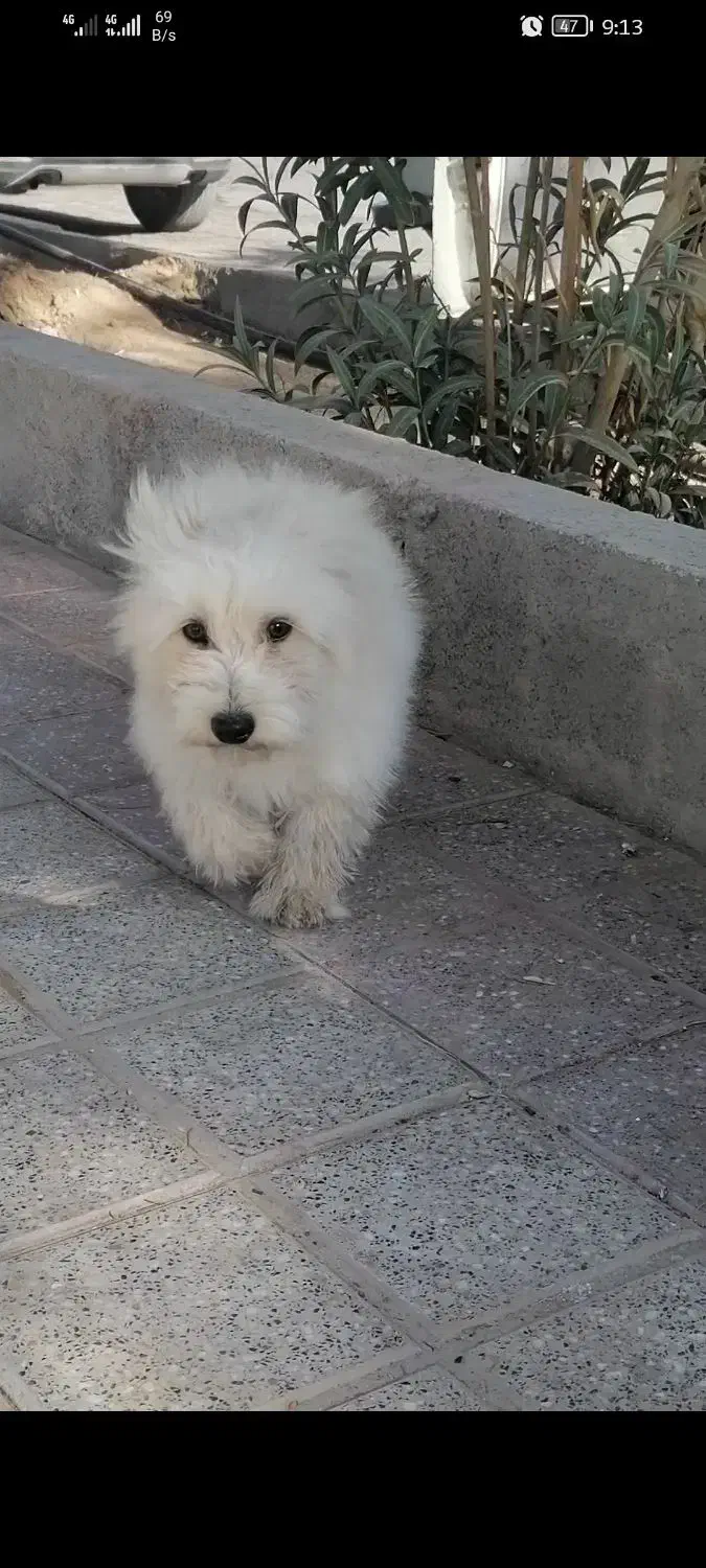 سگ پا کوتاه|سگ|اشکذر, |دیوار