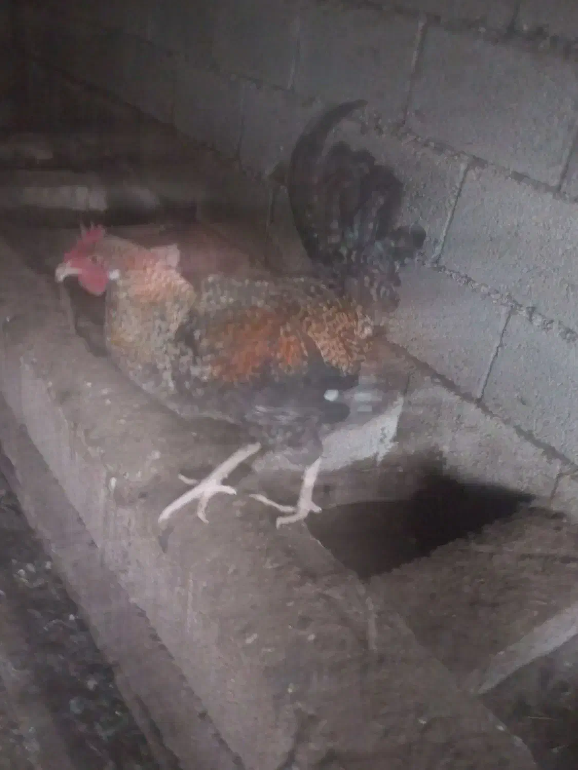 خروس محلی بزرگ|حیوانات مزرعه|رضوانشهر, |دیوار