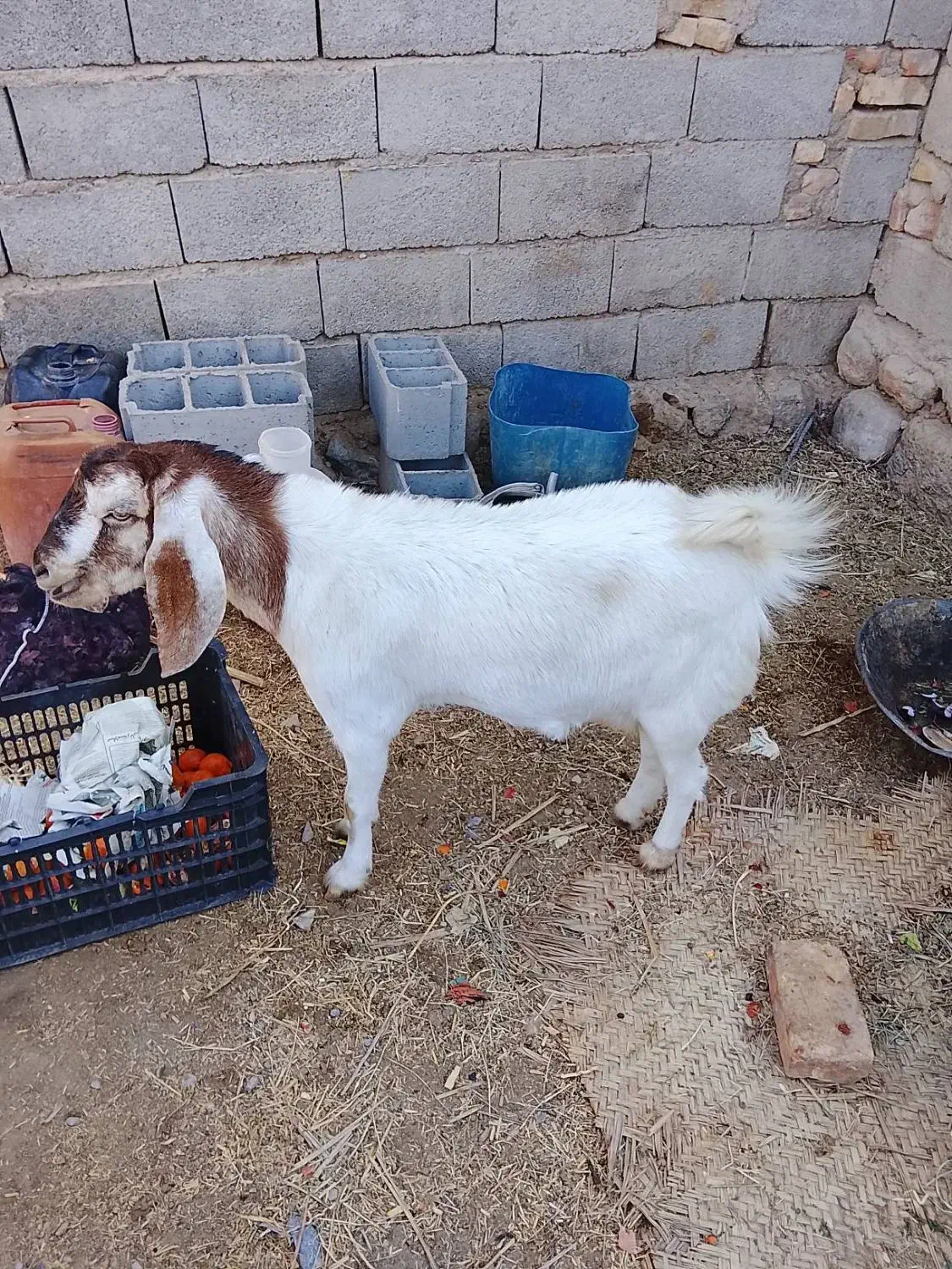 فروشبز|حیوانات مزرعه|سیب و سوران, |دیوار