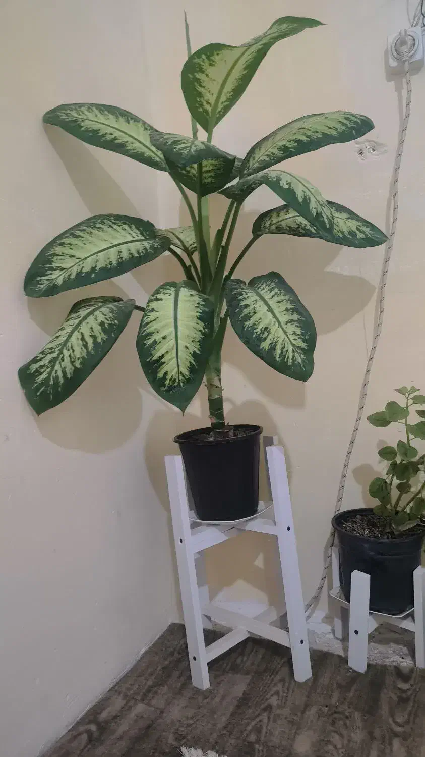 گل دیفن باخیا|گل و گیاه طبیعی|گلبهار, نوبهار|دیوار