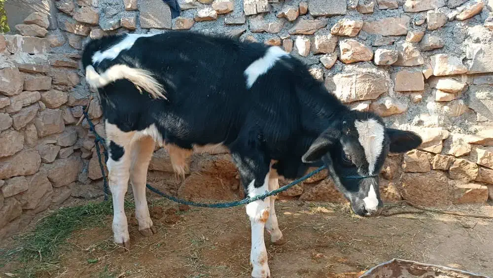 فروش یک راش گوساله اصلاح شده نر|حیوانات مزرعه|دهدشت, |دیوار