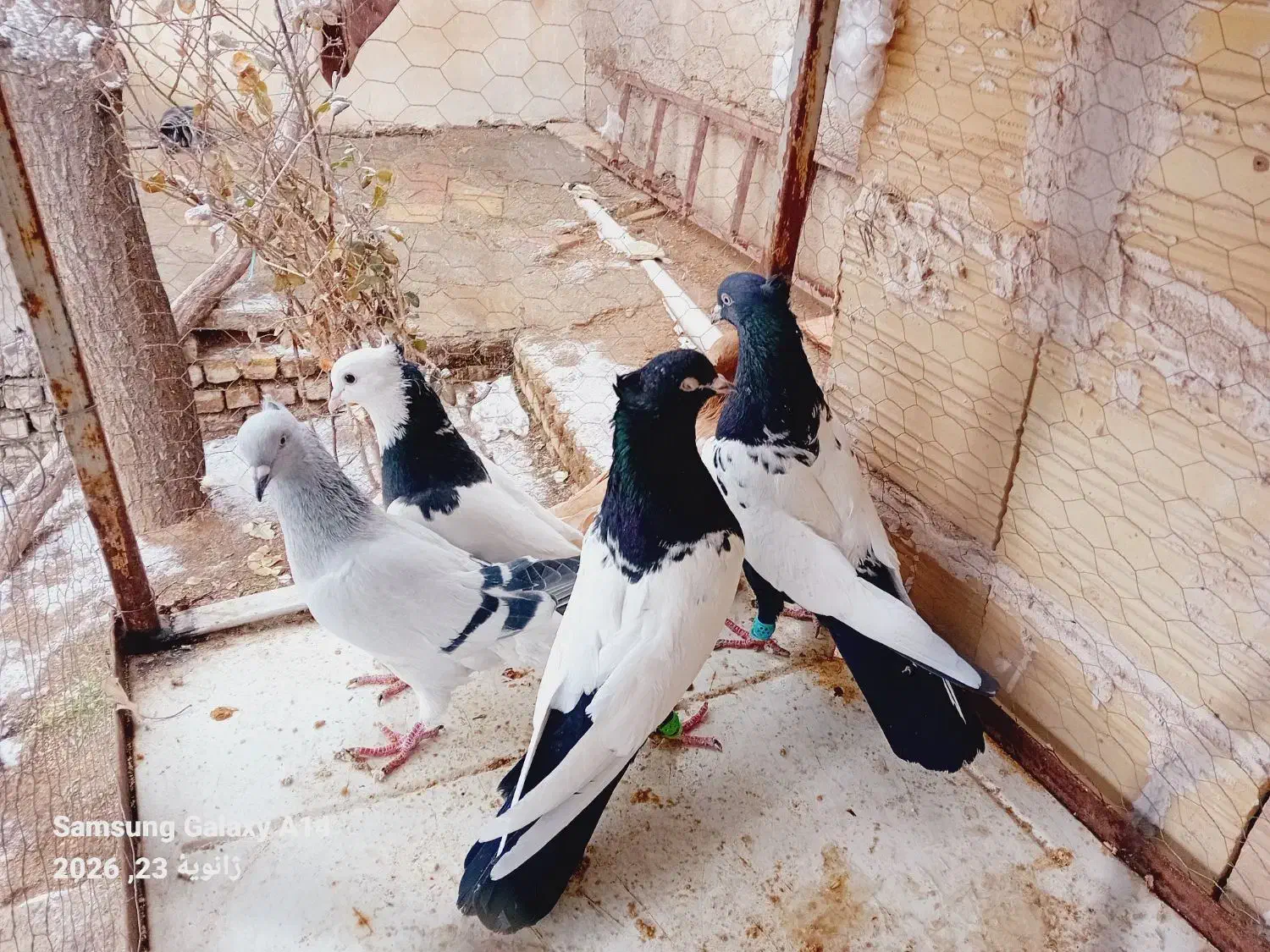 ۵عدعد کبوتر|حیوانات|تاکستان, |دیوار