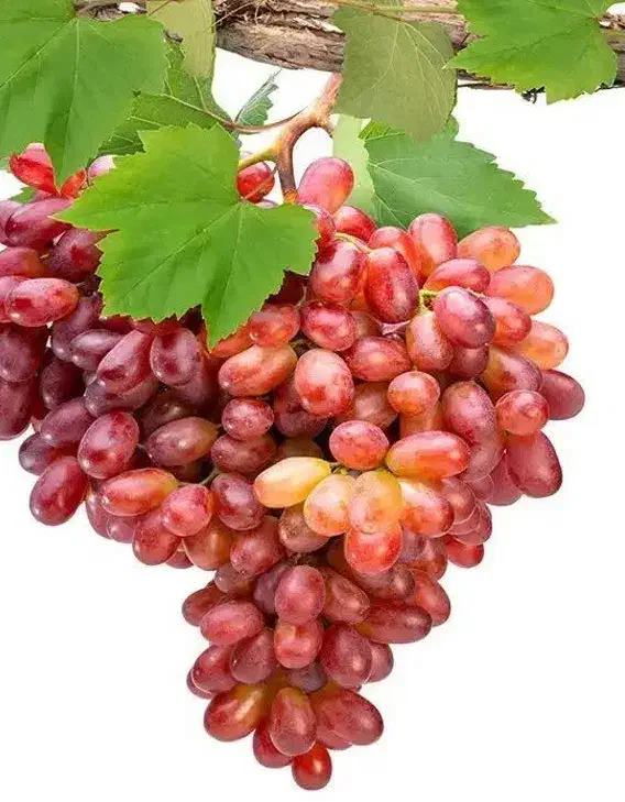 پیشفروش نهال انگور صاحبی با تضمین اصالت|خدمات باغبانی و درختکاری|لردگان, |دیوار